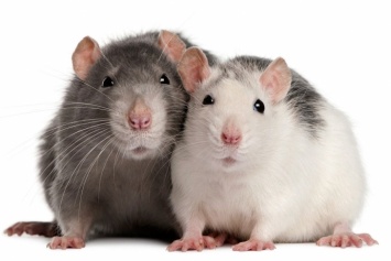 Мэр Нью-Йорка выделил 32 миллиона долларов на борьбу с крысами