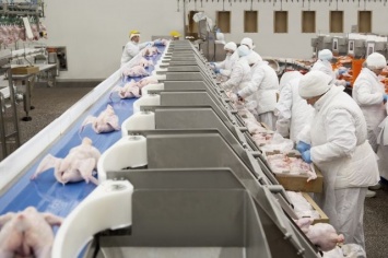 Производство курятины - до 15 млн долл инвестиций из Ирака