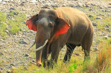 Слона с красными ушами заметили в Индии