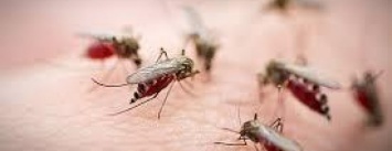 В Мариуполе клещи отступили, но активизировались комары