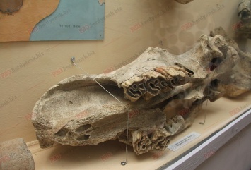 В Бердянске в черепе шерстистого носорога нашли документы