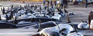 Ежегодно тысячи китов и дельфинов выбрасываются на берег