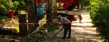 В центре Мариуполя спиливают живые деревья (ФОТО)