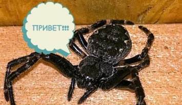 Вторжение пауков: 10 восьминогих тварей, которые живут у вас дома