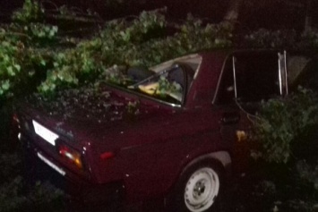 Ночной армагеддон на Закарпатье валил деревья и крушил авто