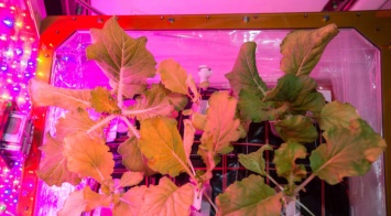 NASA улучшает систему производства овощей для МКС