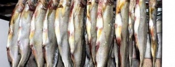 В Запорожье продают рыбу без документов: результаты проверки для профилактики ботулизма