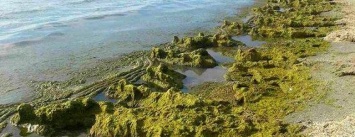 Грязная вода, испарения и водоросли: самые худшие места для купания в Запорожье