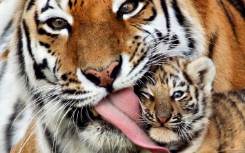 Международный день тигра: 10 важных фактов об этом животном
