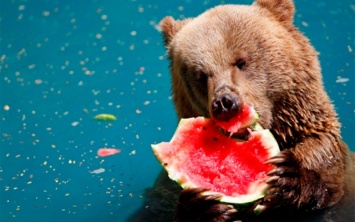Охлажденные арбузы и мороженное в вафельных стаканчиках спасают медведей от жары