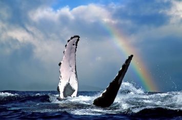 Биологи выяснили, что киты умеют разучивать песни
