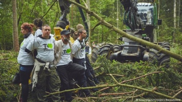 Польша продолжит вырубку Беловежской пущи вопреки постановлению Суда ЕС