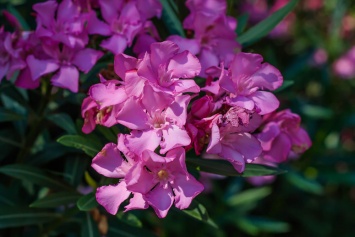 В Никитском саду цветут олеандры