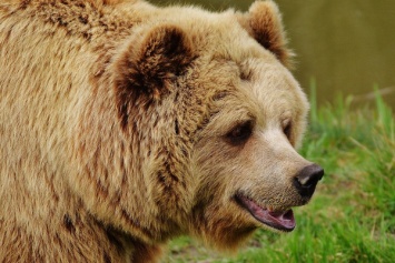 68-летний японец-каратист уложил медведя на лопатки