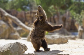 Каратист в Японии померился силами с медведем