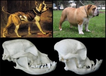 Как выглядели известные породы собак век назад