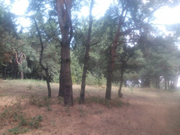 Минус один: в Запорожье выпиливают сосновый лес на Бородинском