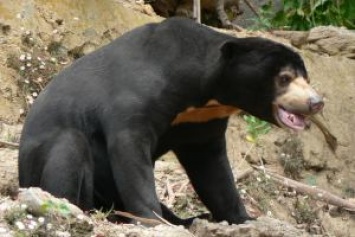 В Таиланде медведь напал на туриста из-за еды