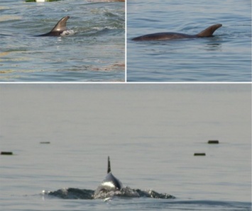 Фотофакт. На курортах Херсонщины отдыхающих радуют дельфины