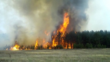 В Одесской области спасатели тушат масштабный лесной пожар