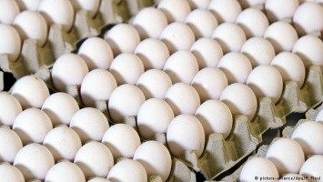 Крупнейший немецкий дискаунтер Aldi изъял из продажи в Германии все яйца