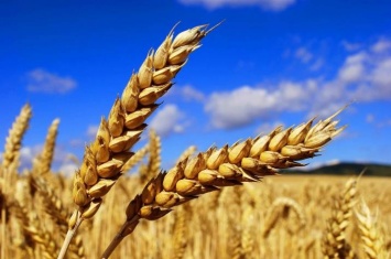 Луганщина лидирует по урожаю ранних зерновых культур