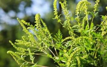 В Херсоне началось цветение амброзии. Как узнать, что у вас аллергия?