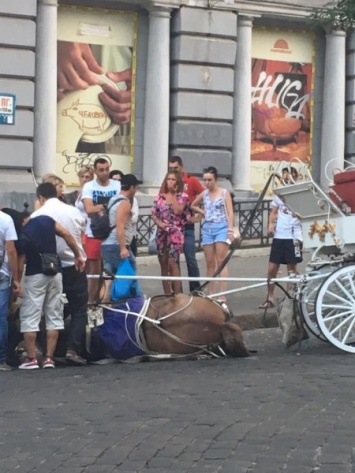 В центре Одессы десятки людей спасали лошадь