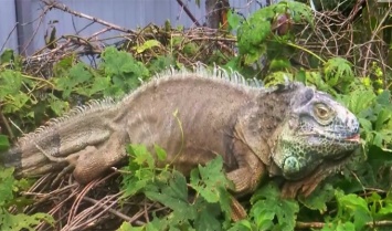 Под Киевом поймали метрового "динозавра"