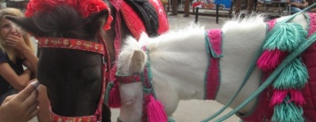В Одессе на Дерибасовской лошадей поят из туалета (ФОТО, ВИДЕО)