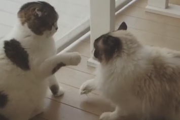 Хотели подраться, но так лень: в сети появился ролик "ожесточенного" боя двух котов