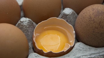 Во Франции и Великобритании обнаружены зараженные фипронилом яйца
