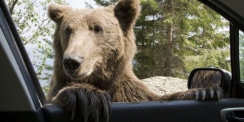 Медведь угнал старенький Subaru Forester и устроил погром