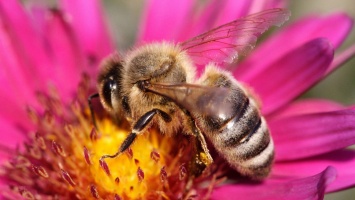 Пчелы умеют считать и понимают концепцию ноля