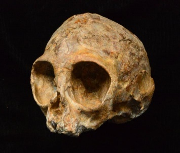 В Кении найдены останки предка человекообразных обезьян