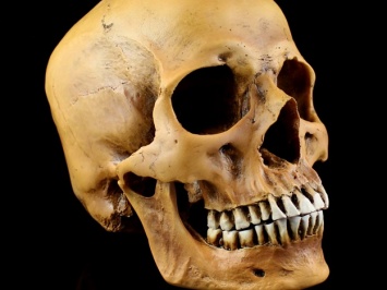 Под Полтавой нашли человеческий череп