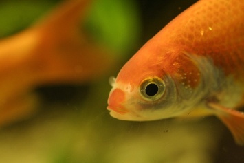 Золотые рыбки способны выживать без кислорода благодаря алкоголю