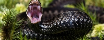20 жителей Днепропетровской области укусили змеи