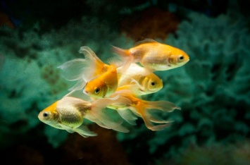 Золотые рыбки научились месяцами жить без кислорода благодаря алкоголю