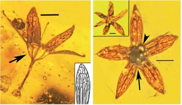Обнаружены окаменевшие в янтаре цветы возрастом около 100 миллионов лет