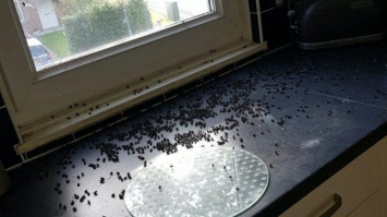 Слетевшиеся на труп мухи "выселили" женщину из квартиры (фото, видео)