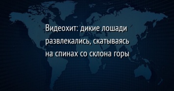 Видеохит: дикие лошади развлекались, скатываясь на спинах со склона горы