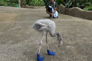 Маленький фламинго в голубых ботинках прогулялся по парку