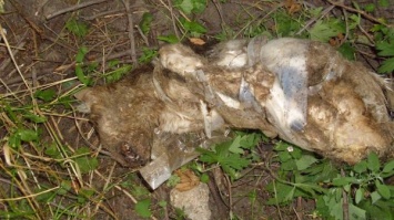 Жесткое убийство котят в Киеве: в сети подозревают маньяка