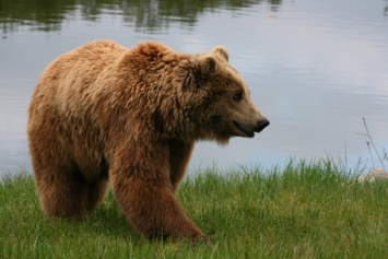 Голодный медведь напал на туриста в пекинском парке