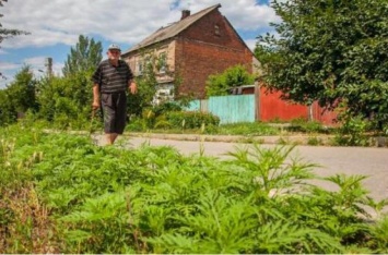 В Украине придуман самый действенный способ борьбы с сорняками
