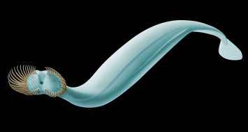 В останках древнего планктона обнаружены уникальные образцы щетинкочелюстных
