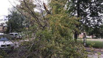 Смертельная опасность: в Киеве дерево едва не убило девушку (фото)