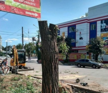 Акацию принесли в жертву парковке (фото)