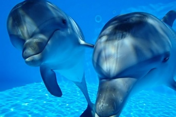 Ученые открыли новый вид дельфинов